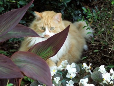 Carole Keller