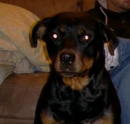 Luther Guss