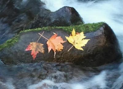 Karen Handley