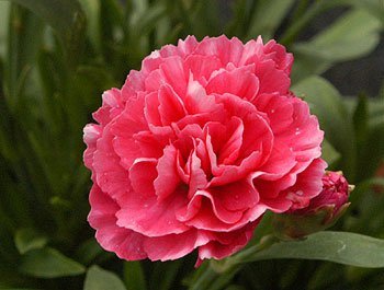 Linda Gough