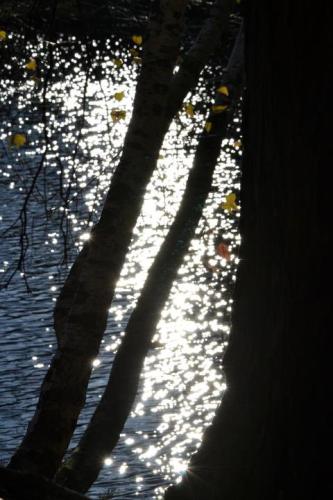 Deborah Cook
