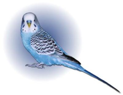 Dia Beigi