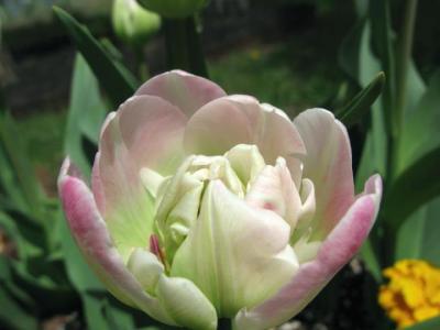 Linda Walton