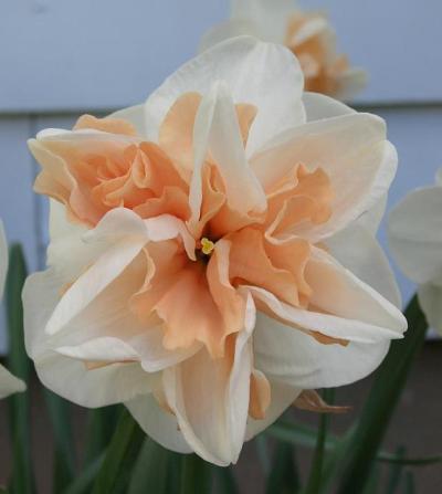 Kathryn Brown