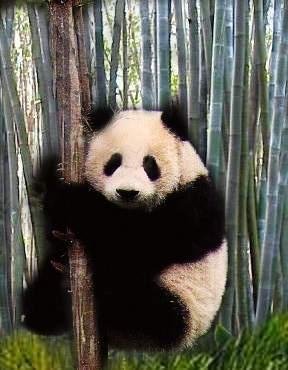 Panda Dunckel