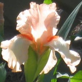 Sherry Washburn