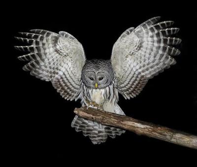 Robert Hoot