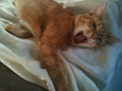 Ginger Vesper