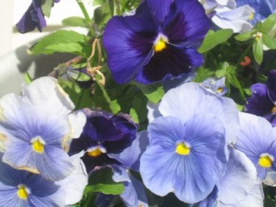 Debra Lawsonfields