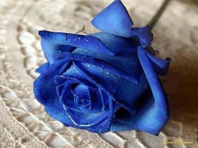 Rose Escobar