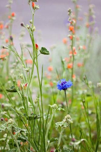 Janet Wilkinson