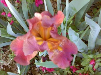 Betty Johnson