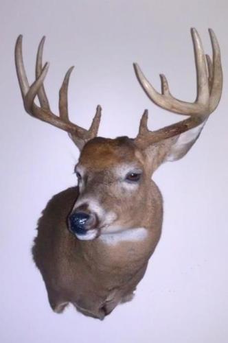 Douglas Hostetler