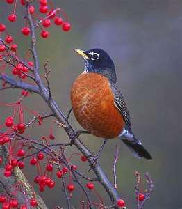 Robin Raymor