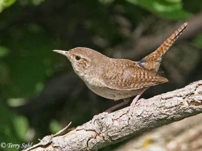 Webster Wren