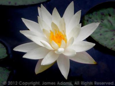 James Adams