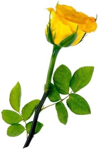 Rose Mezzapeso
