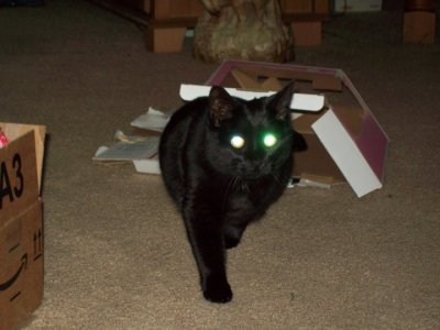 Kitty Montgomery