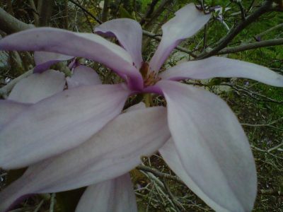 Summer Flower