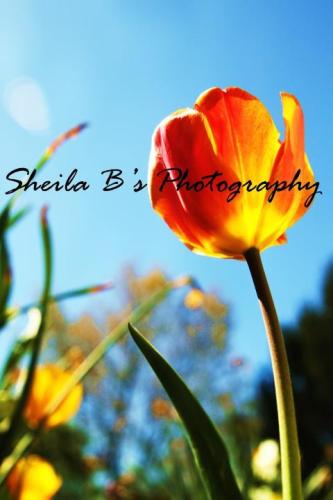 Sheila Wilk