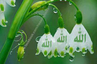 Mohammed Islam