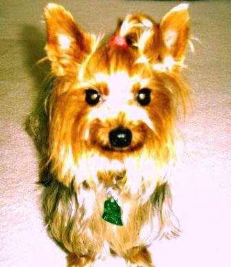 Buster Bear