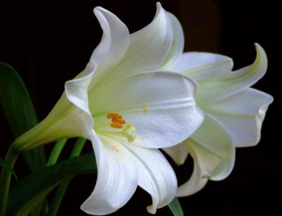 Deborah Dynes