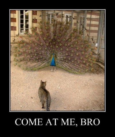 Aaron Peacock