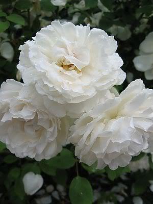 Deborah Fannin