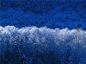 Jill Zeger