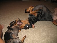 Deniece Barking