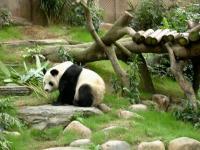 Hon Wong