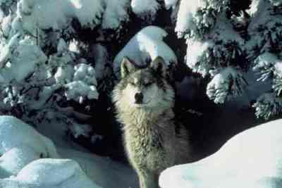 David Wolf