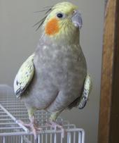 Rose Griffin