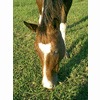 Vencie Yeager