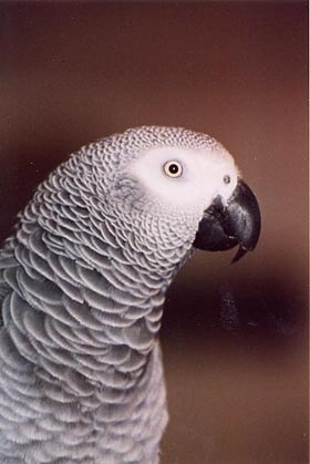 Lourie Kawecki