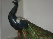 Allen Peacock