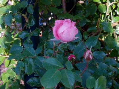 Louise England