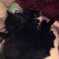 Sydell Deblinger