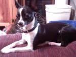 Darla Short