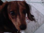 Tonya Funt