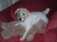 Annie Speis
