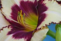Amy Schmidt