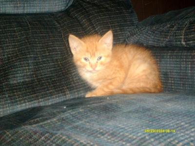 Amber Prenatt