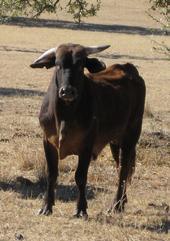Zephyr Luckenbach
