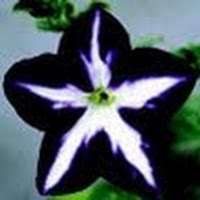 Petunia Rivers