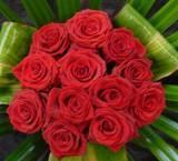 Franceen Rosa