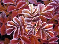 Florisel Gerena