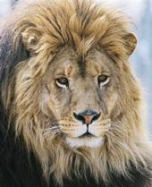 Rafael Leon