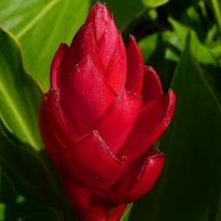Maileilii Sagiao